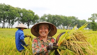 តម្លៃ​ស្រូវ​ថ្ងៃ​នេះ ៣១ កក្កដា៖ តម្លៃ​អង្ករ​ឡើង​១០០