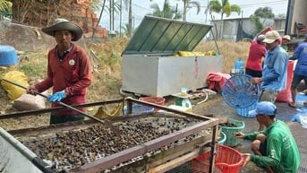 Mùa nước nổi Long An, dân vùng Đồng Tháp Mười đi bắt con động vật ngoại lai nguy hiểm này