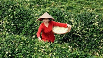 Cây sâm nam trồng ở núi Dành Bắc Giang ra hoa cản chả kịp, sấy khô làm trà, uống tỉnh cả người