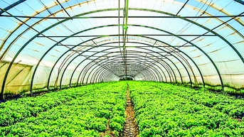 Xuất khẩu rau quả - nỗ lực để thành công hơn
