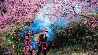 Những nẻo đường hoa Xuân