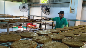 Làm chả cá khổng lồ, thơm khắp làng, ông chủ thu tiền tỷ