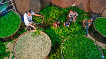 Nghề truyền thống nuôi tằm ở Quảng Nam