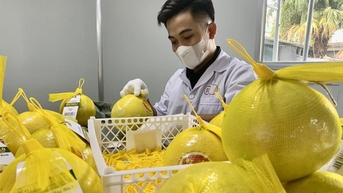Xuất khẩu gạo, rau quả tăng vọt vẫn không 'cứu' được tăng trưởng ngành nông nghiệp