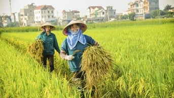 Với nhiều lợi thế, xuất khẩu gạo Việt sang Philippines sẽ tiếp tục khởi sắc