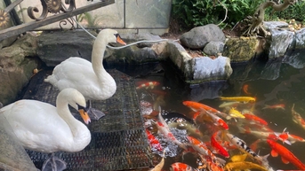 ការឆ្លុះបញ្ចាំងពី Swans