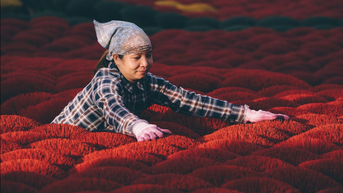 Làng hương Quảng Phú Cầu rực rỡ những ngày vào vụ Tết
