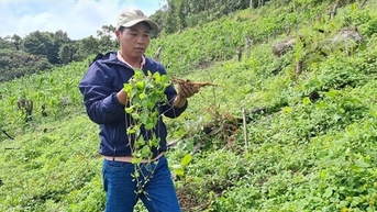 Trồng cây ba kích, cây sâm dây ở khu rừng Quảng Nam, đào củ bán 200-260.000 đồng/kg