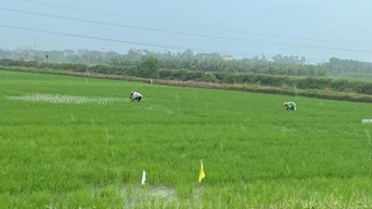 ទឹក​ស្រក កសិករ​ប្រញាប់​ប្រញាល់​រដូវ​បង្កបង្កើន​ផល វាលស្រែ​បៃតង​ឃើញ​ហើយ