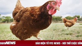 Người xưa được đánh thức vào buổi sáng bằng cách nào?