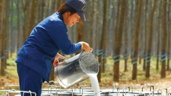 Giá cao su xuất khẩu tháng 11/2023 tăng nhẹ