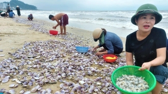 Hàng tấn sò tím dạt bờ biển, người dân đổ xô đi nhặt kiếm tiền triệu