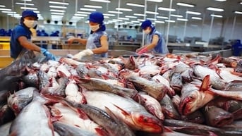 Thu về hàng tỷ USD từ xuất khẩu, cá tra vẫn đối diện với nguy cơ lớn