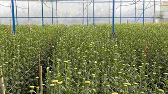 Dự báo thị trường hoa Tết tại Đà Lạt bị ảnh hưởng do tình hình kinh tế