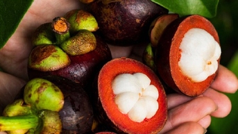 Măng cụt giúp giảm cholesterol, kháng ung thư
