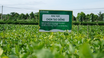 Vùng nguyên liệu - bước đi quan trọng trong chiến lược bền vững của Vinasoy