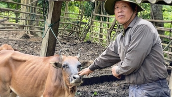 មានមនុស្សចិញ្ចឹមក្របី និងគោរាប់មិនអស់។ ក្នុង​ឃុំ Quang Binh នេះ មាន​គ្រួសារ​ទិញ​រថយន្ត​ទំនើបៗ​ទំនើបៗ និង​រលូន។