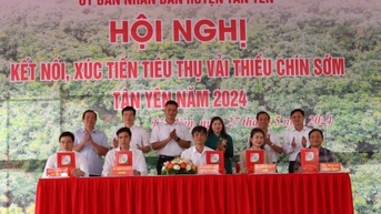 Xúc tiến tiêu thụ vải thiều chín sớm huyện Tân Yên