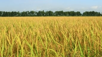 Giá gạo giảm 50 -100 đồng/kg; giá lúa tăng nhẹ
