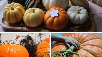 Bí ngô được săn đón dịp Halloween