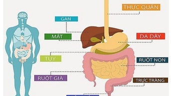 Bác sĩ tư vấn về 5 loại ung thư đường tiêu hóa thường gặp và cách phòng ngừa