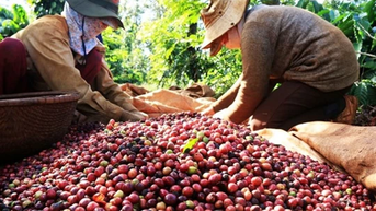 Giá nông sản ngày 17/12/2024: Cà phê giảm nhẹ, hồ tiêu giữ vững mức cao