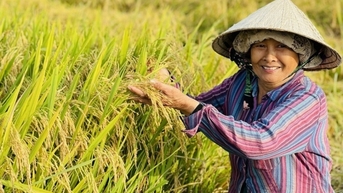 Giá gạo xu hướng giảm
