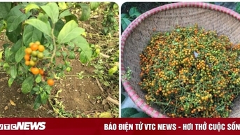 Quả xạ đen có tác dụng gì?