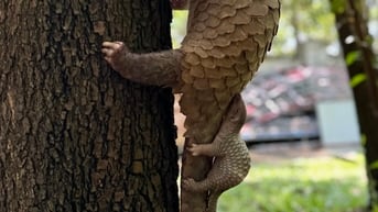 Tê tê quý hiếm sinh con trong trung tâm cứu hộ động vật