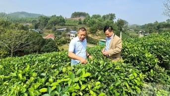 Phú Lương trù phú núi đồi: [Bài 1] Chè ‘ăn' trứng gà xuất khẩu châu Âu