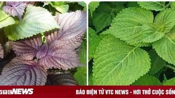 Tía tô xanh và tía tô đỏ loại nào tốt hơn?