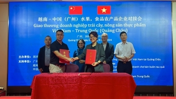 Trái dừa tươi Việt Nam sắp xuất khẩu vào Trung Quốc, cạnh tranh trực tiếp với Thái Lan