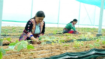 Cần xây dựng tiêu chuẩn chất lượng cho cây sâm Việt Nam