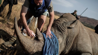 Nam Phi thử nghiệm công nghệ hạt nhân ngăn chặn nạn săn trộm tê giác