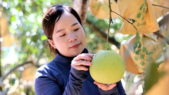 Độc lạ cách nông dân đóng bảo hiểm bằng... bưởi