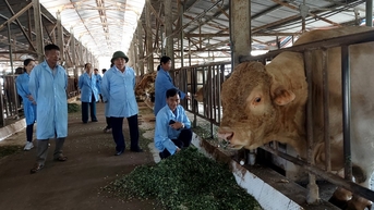 Hiểm họa từ hiệu ứng nhà kính trong chăn nuôi