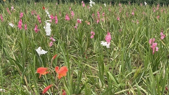 Hoa tết nở rộ nhưng vắng người mua, nhiều nhà vườn Quảng Ngãi thất thu