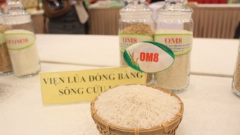 GS.TS Võ Tòng Xuân: Giúp doanh nghiệp tiếp cận vốn tận dụng thời cơ xuất khẩu gạo