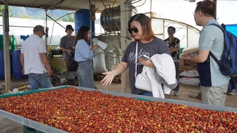 Quang Tri ស្រាវជ្រាវ​និង​អភិវឌ្ឍ​ផលិតផល​ទេសចរណ៍​ទាក់ទង​នឹង​បទពិសោធន៍​កាហ្វេ