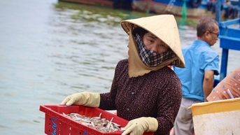 Được mùa cá cơm, phụ nữ vùng biển tất bật mưu sinh