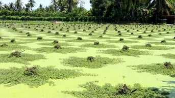 Trồng rau nhút đặc sản bồng bơi dưới ruộng ở Vĩnh Long, đang tăng giá tốt, hễ bẻ là bán hết sạch