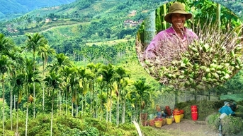 Vàng có tăng, giảm, giá cau chỉ có tăng, cây cao chót vót đang là cây vàng ở Quảng Ngãi