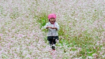 Đến Điện Biên tận hưởng vẻ đẹp nao lòng mùa hoa khoe sắc