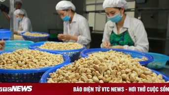 Trung Quốc ồ ạt gom mua hạt điều của Việt Nam