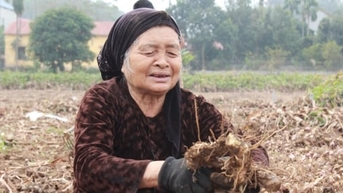 Làng miến bên sông Hồng sôi động vào vụ Tết