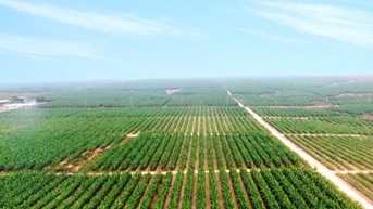 Xây dựng Hòa Bình, HAGL Agrico sắp bị hủy niêm yết trên sàn HOSE