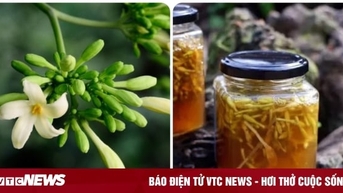 Uống hoa đu đủ đực ngâm mật ong hàng ngày có tốt?