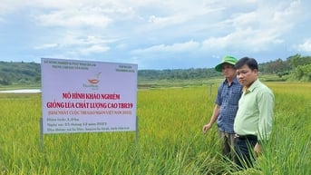 Gạo ngon nhất Việt Nam phát triển trên đất Gia Lai | Báo Gia Lai điện tử