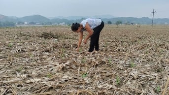 Xuất cấp hạt giống cây trồng hỗ trợ tỉnh Yên Bái