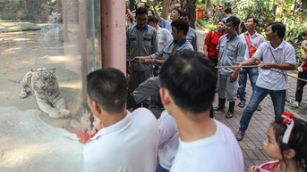 Hổ trắng 300kg kéo co với du khách trong Thảo Cầm Viên mùng 1 Tết